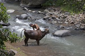 Farmer Washing His Cow in the River  